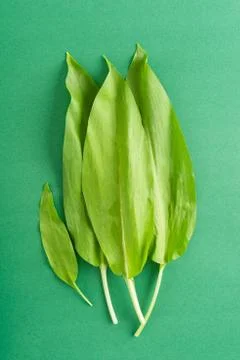 Wild garlic Stock Photos