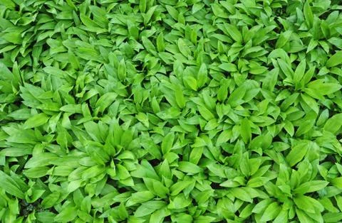 Wild garlic Stock Photos