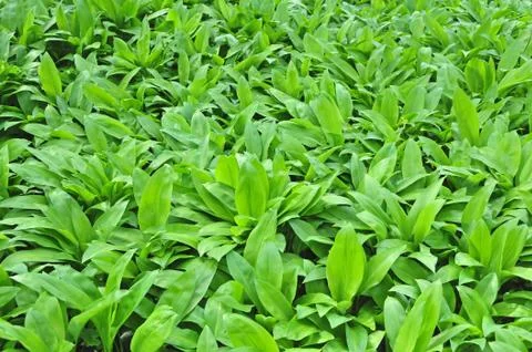 Wild garlic Stock Photos