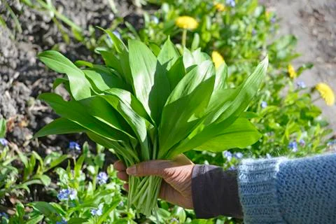 Wild garlic Фото