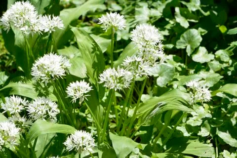 Wild garlic Stock Photos
