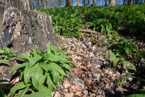 Wild garlic Stock Photos
