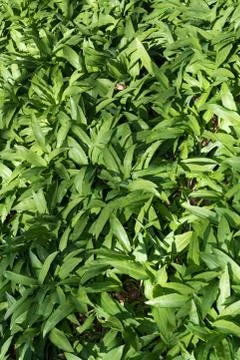 Wild garlic Stock Photos