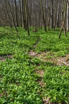 Wild garlic Stock Photos