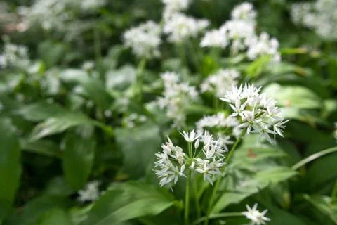 Wild garlic Stock Photos