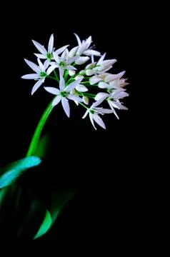 Wild garlic Stock Photos