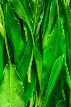 Wild Garlic Stock Photos