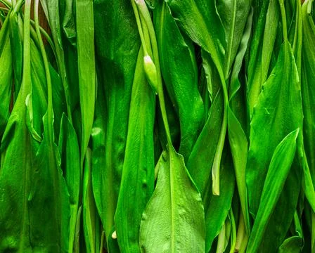 Wild Garlic Stock Photos