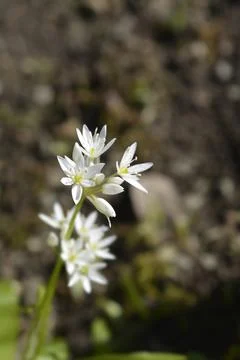 Wild garlic Stock Photos