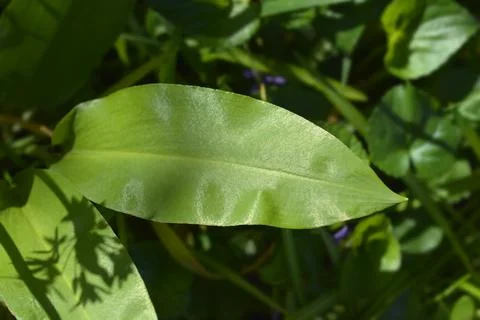 Wild garlic Stock Photos