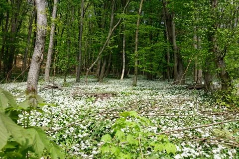 Wild Garlic Stock Photos