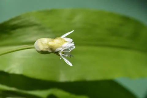 Wild garlic Stock Photos