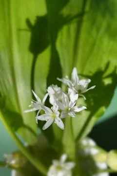 Wild garlic Stock Photos