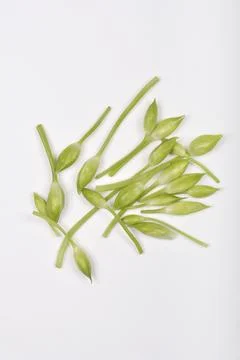 Wild garlic Stock Photos
