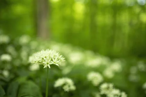 Wild Garlic Foto stock