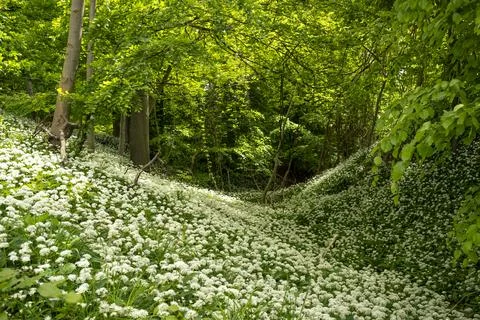 Wild Garlic Stock Photos