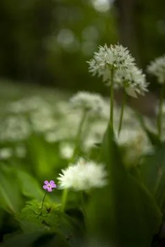 Wild Garlic Foto stock