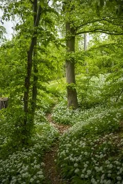 Wild Garlic Stock Photos
