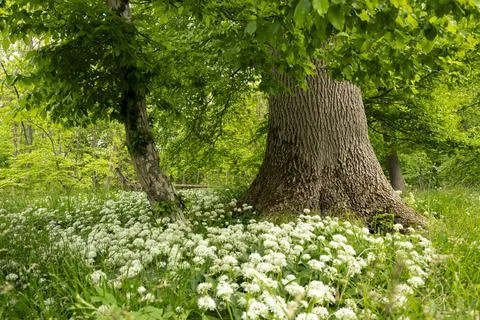 Wild Garlic Stock Photos
