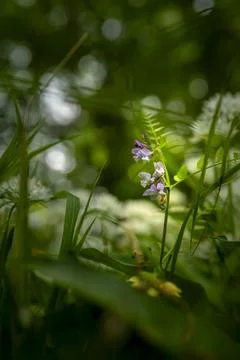 Wild Garlic Stock Photos