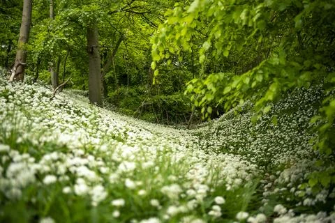 Wild Garlic Foto stock