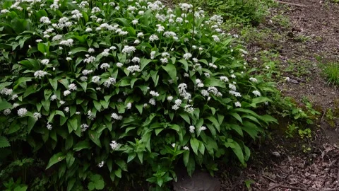 Wild garlic plants blooming in forest during spring Vidéo 337551567