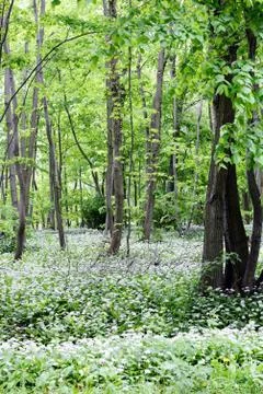 Wild garlic (ramson) in springtime. Foto stock