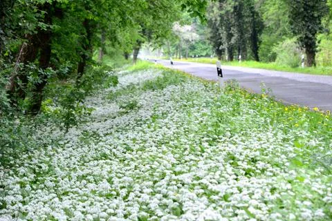 Wild garlic (ramson) in springtime. Stock Photos