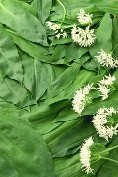 Wild garlic (ramson) in springtime. Stock Photos