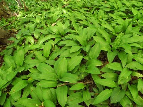 Wild garlic - Ramsons Stock Photos