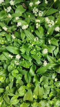 Wild garlic - Ramsons Stock Photos