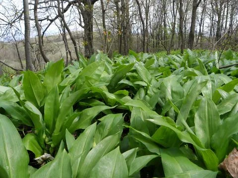 Wild garlic - Ramsons Stock Photos