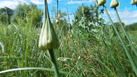 Wild garlic shoots, stem, meadow, summer, Ukrainian nature. 스톡 동영상 338410402