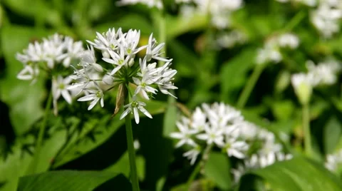 Wild garlic in spring Stock Footage 52882593