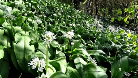 Wild garlic in spring, vegetable and medicinal herb in a German forest Stock Footage 99678834