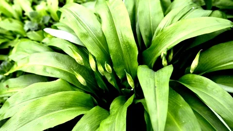 Wild garlic in spring, vegetable and medicinal herb in a German forest Stock Footage 99678916