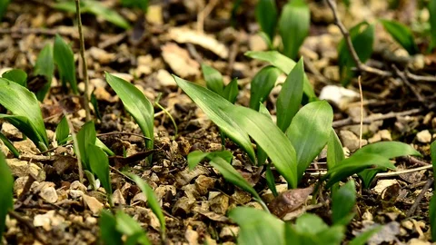 Wild garlic in spring, vegetable and medicinal herb in a German forest Stock Footage 125572273