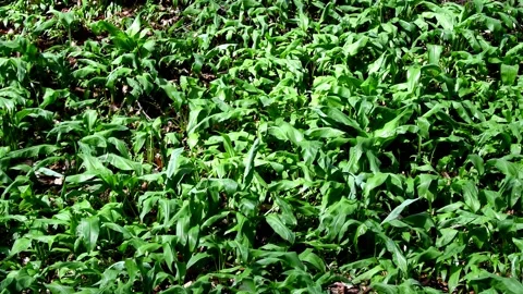 Wild garlic in spring, vegetable and medicinal herb in Germany Stock Footage 152091934