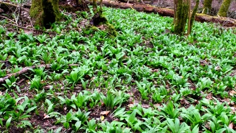 Wild garlic in spring, vegetable and medicinal herb in a German forest Stock Footage 236374559