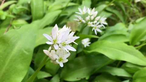 Wild garlic in spring, vegetable and medicinal herb with flowers Stock Footage 240384262