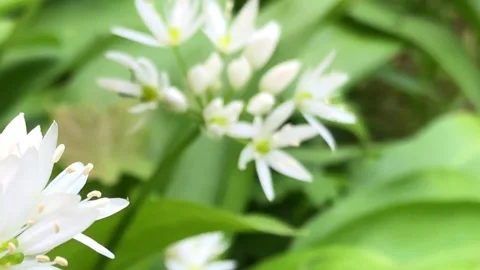 Wild garlic in spring, vegetable and medicinal herb with flowers in spring  Stock Footage 240557578