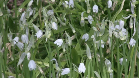 Wild Garlic white Allium spring flowers move in breeze Stock Footage 23815801