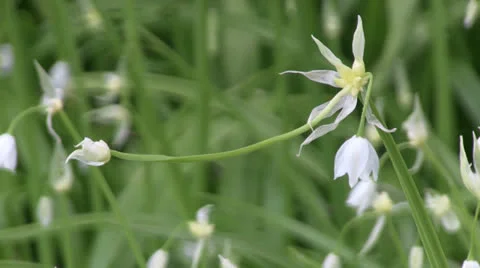 Wild Garlic white Allium spring flowers CU in woodland 05 Stock Footage 23825079