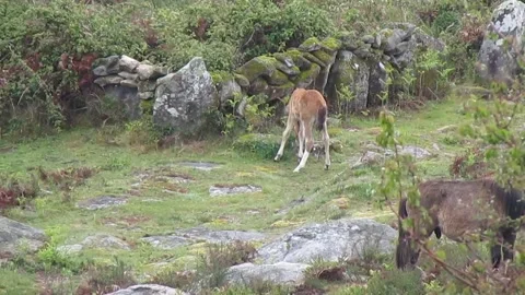 The wild Garrano colt carefully chooses the pasture to feed on. Stock Footage 252944948
