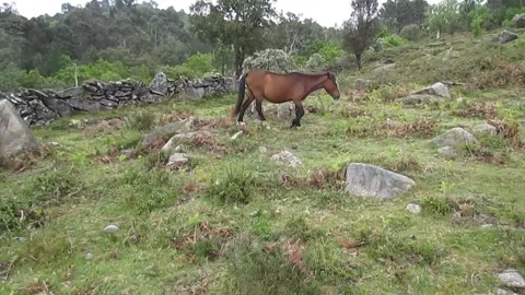 The wild Garrano colt hides behind its progenitress as it climbs the slope. Stock Footage 253215368