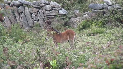 The wild Garrano colt is restless, whether staying or going out to run and play. Stock Footage 252945106
