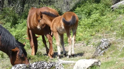 The wild Garrano foal, bothered by the heat, tries to suckle from its mother. Stock Footage 253214281