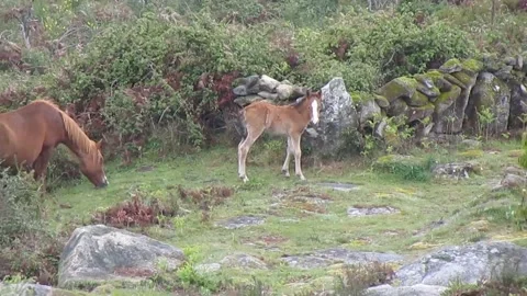 The wild Garrano foal hesitates to feed on the grass like his progenitress. Stock Footage 252945132