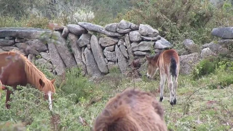 A wild Garrano foal restless about running or looking for a partner to play with Stock Footage 252945099
