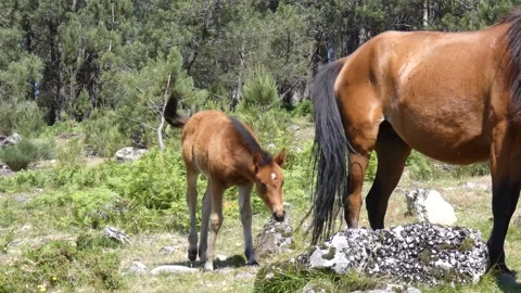 A wild Garrano foal wanders close to its mother in the park of Peneda Gerês. Stock Footage 253210520